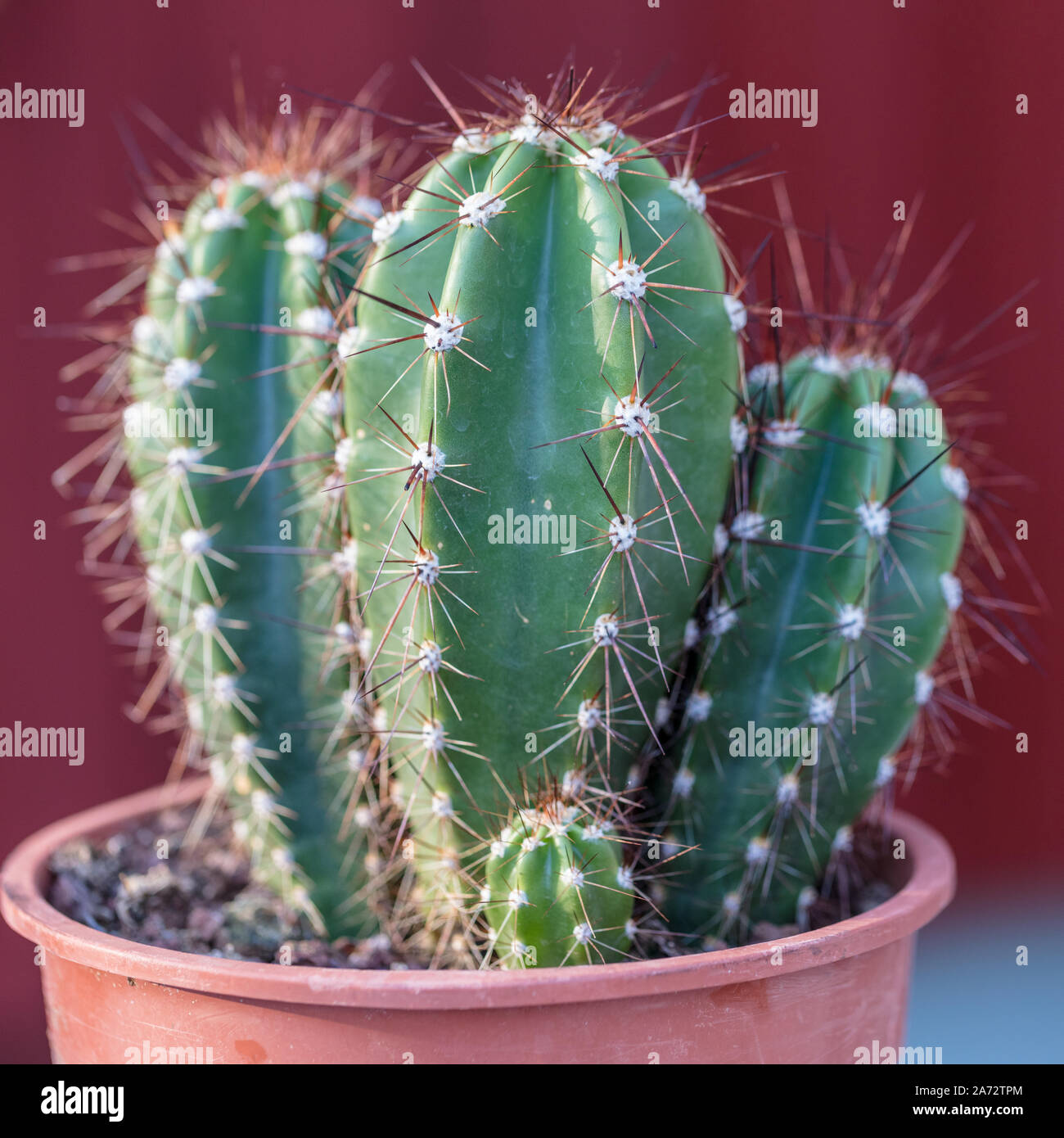 Mazza da Baseball Cactus, Neocardenasia herzogiana (Neoraimondia herzogiana) Foto Stock