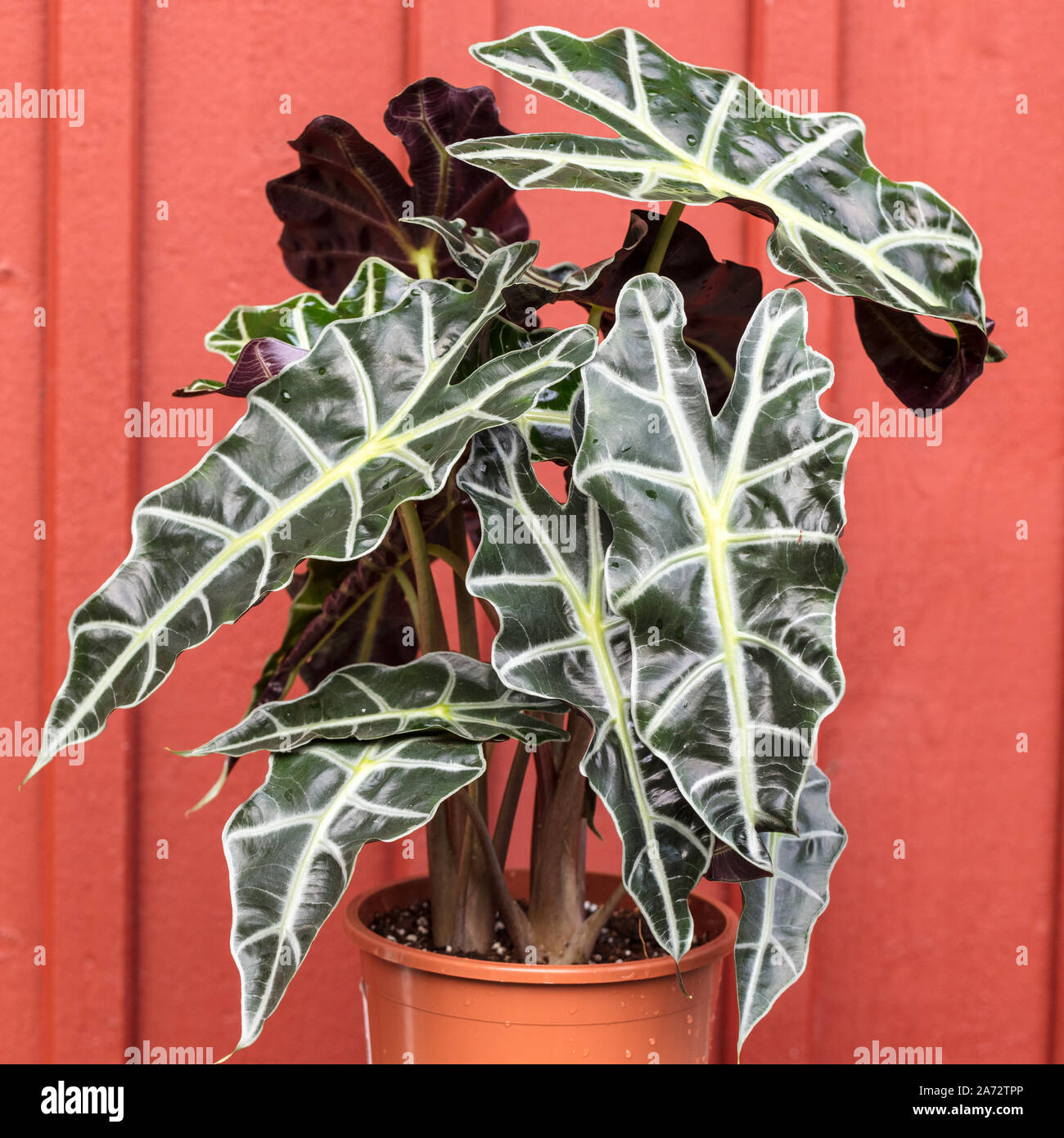 Orecchio di elefanti amazzonici immagini e fotografie stock ad alta