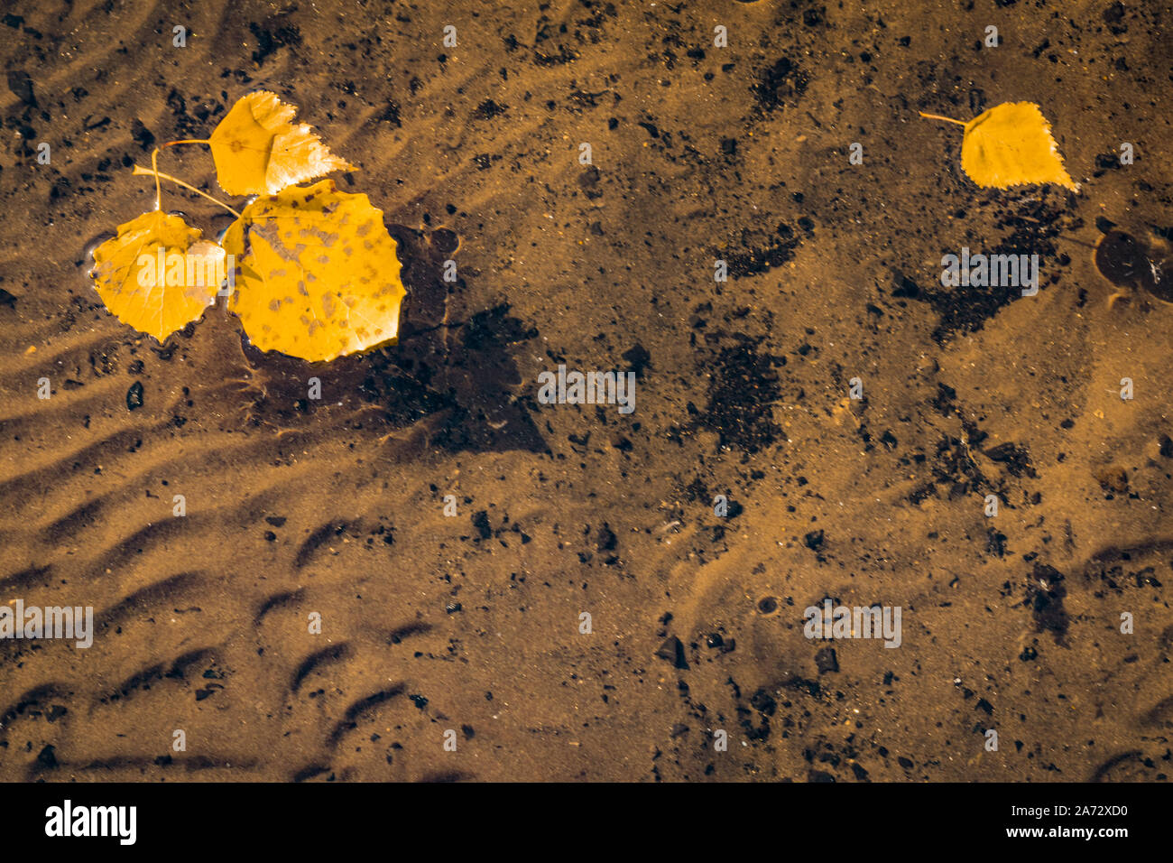 Ingiallito le foglie galleggianti sulla superficie calma del lago con un bel fondo ondulata visibile. Foto Stock