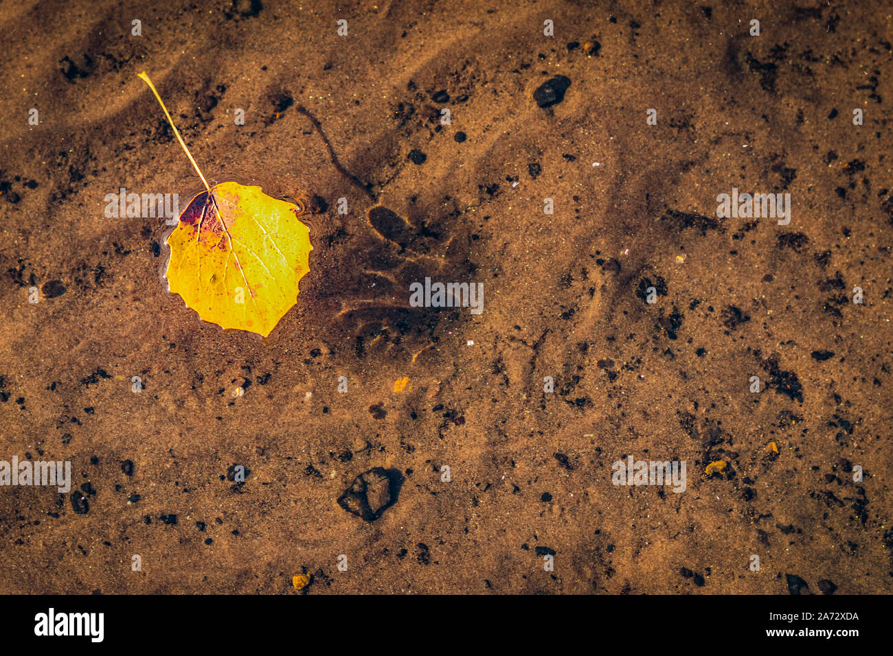Ingiallito le foglie galleggianti sulla superficie calma del lago con un bel fondo ondulata visibile. Foto Stock