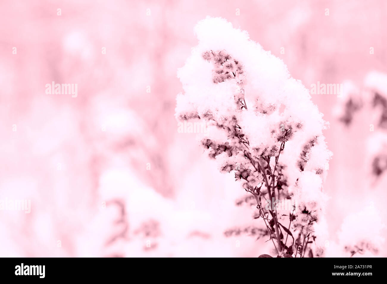 Neve su erba secca in inverno foresta vicino. Sfondo naturale colore rosa tonica Foto Stock