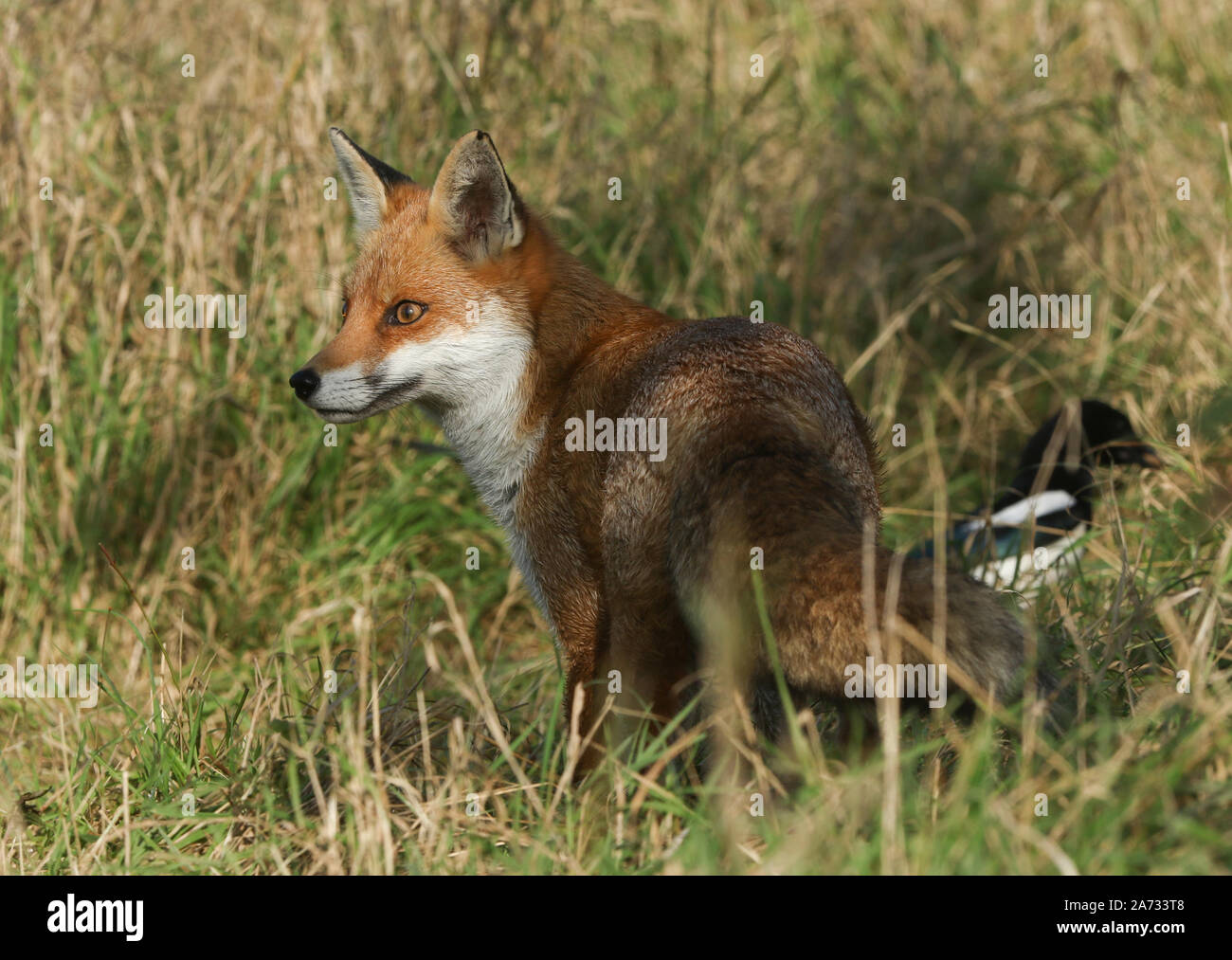 Un simpatico wild Red Fox, Vulpes vulpes, a caccia di cibo in erba lunga. Foto Stock
