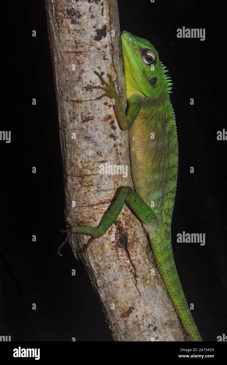 Crested ramarro (Bronchocela cristatella). Foto Stock