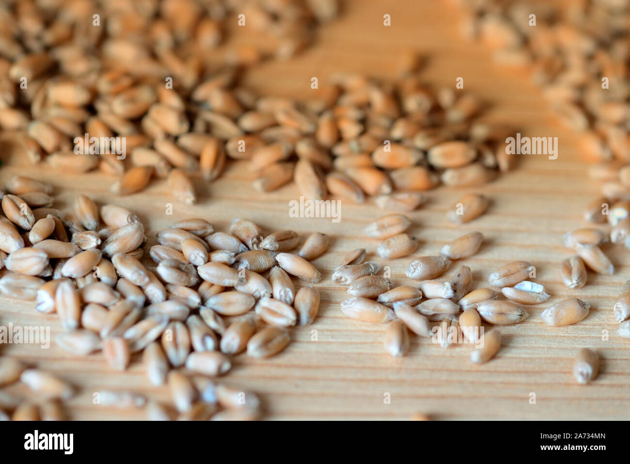 Chicchi di grano sparsi su una superficie di legno di close-up. Sfondo tonico Foto Stock