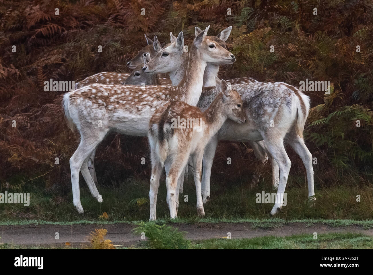 Gruppo di cerve (cervo femmina) con un fauno visto in Richmond Park, dove oltre 600 cervi girovagano liberamente. Londra, Regno Unito. Foto Stock