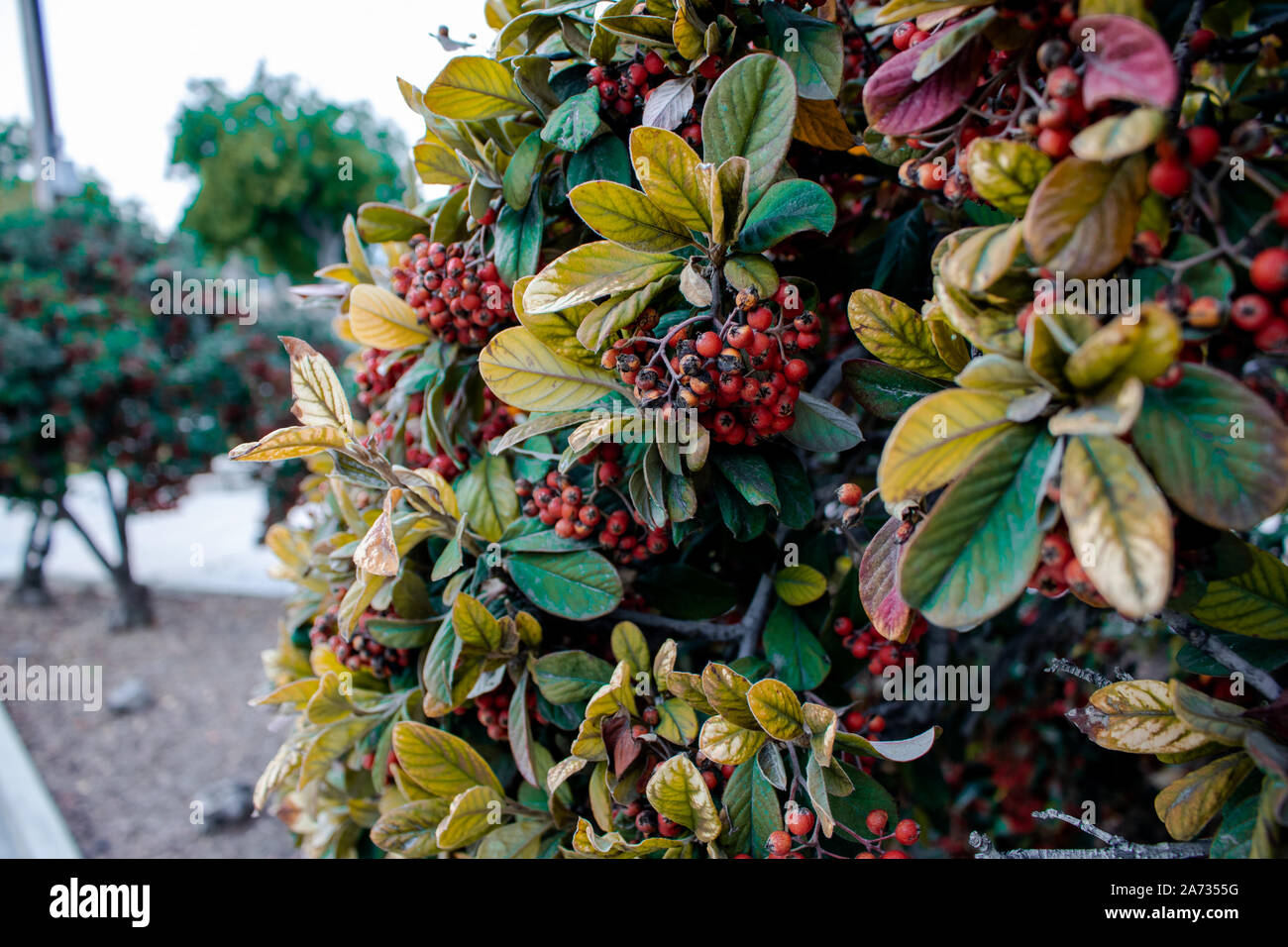 Pyracantha Bush Foto Stock