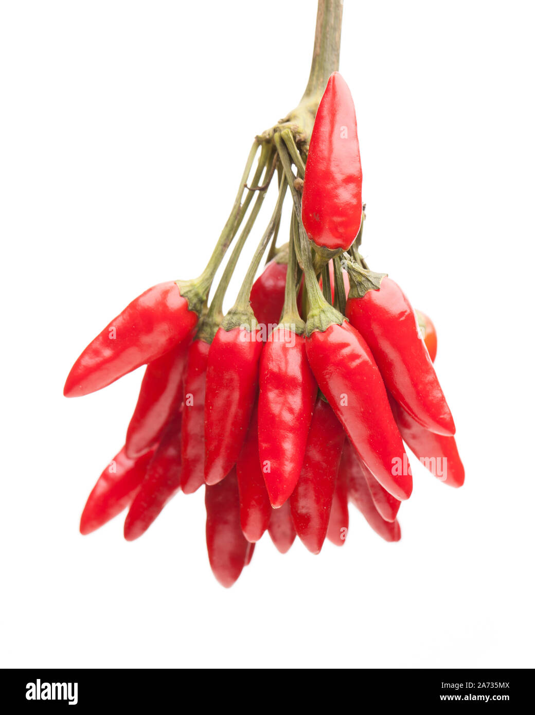 Molti chili peppers su un grappolo Foto Stock