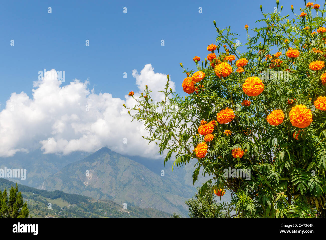 Blooming bush di Tagetes (Le calendule) sul bordo della collina nella regione dell Himalaya. Vista delle montagne e del cielo con le nuvole sullo sfondo. Il Nepal. Foto Stock