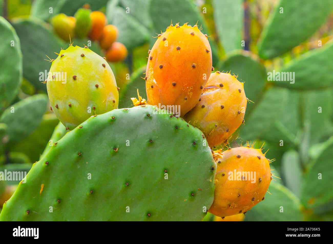 Ficodindia cactus con frutti di colore arancione close-up Foto Stock