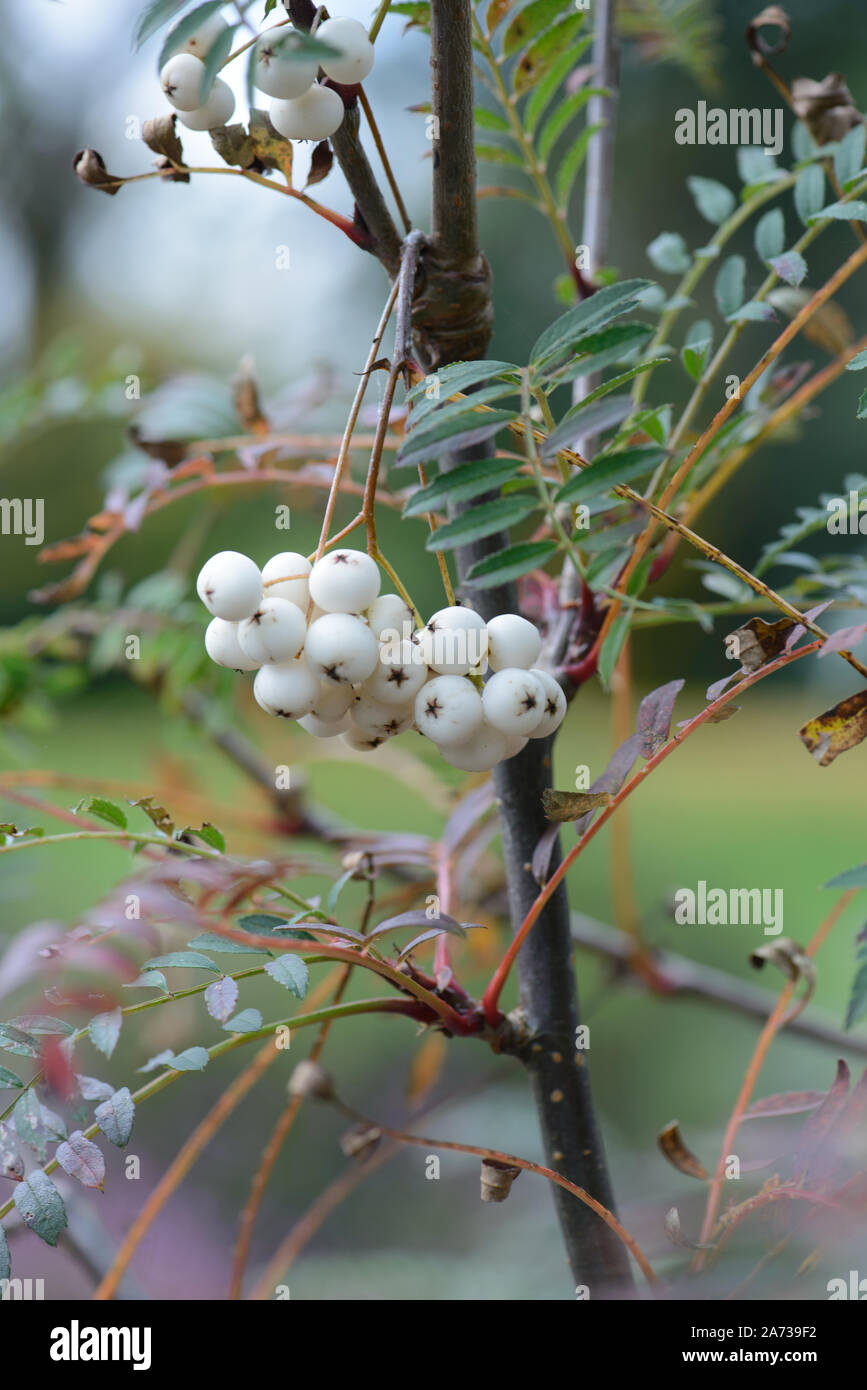 Sorbus cashmiriana Foto Stock