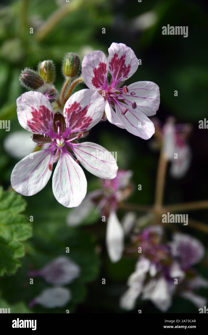 Bianco/Rosa geranio, Pelargonium, Erodium fiori coltivati in casa alpina ad RHS Garden Harlow Carr, Harrogate, Yorkshire. Inghilterra, Regno Unito, Foto Stock