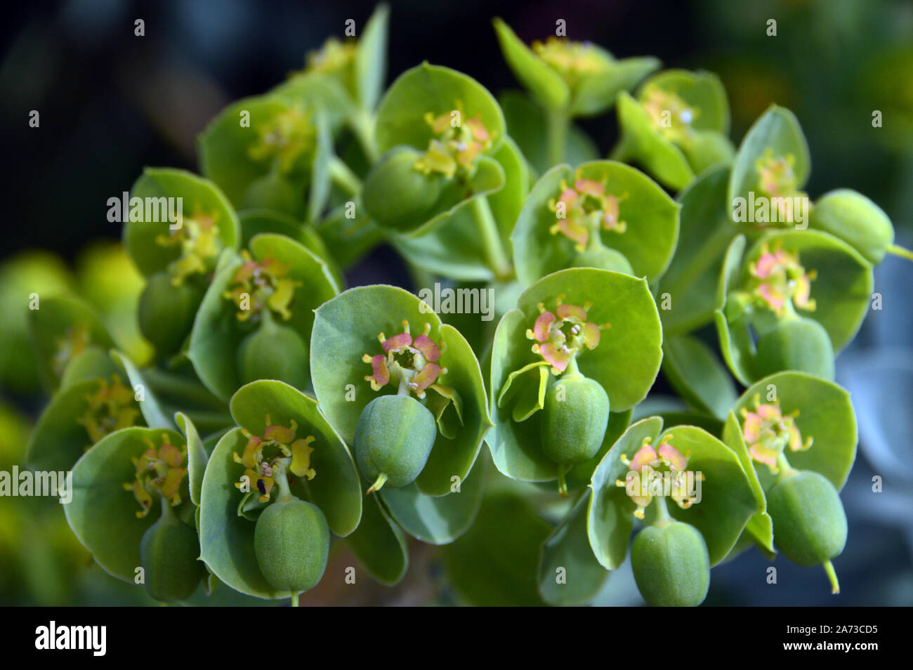 Rosa compatto Euphorbia myrsinites,(euforbia mirto) fiori coltivati in confini ad RHS Garden Harlow Carr, Harrogate, Yorkshire. Inghilterra, Regno Unito Foto Stock