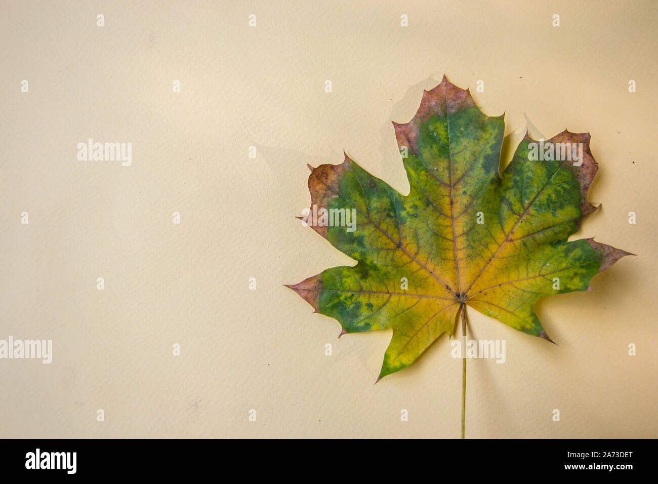 Isolati a singolo autunno foglia pallido su sfondo giallo, colore sfumatura, bel giallo, verde e arancione di foglia, spazio copia, laici piatta Foto Stock