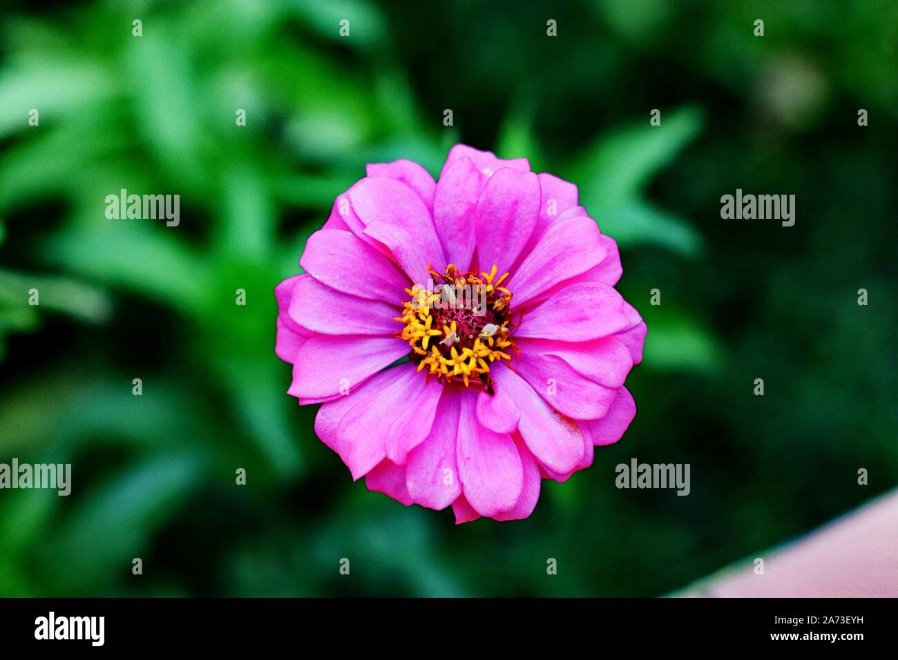 Fiore di Zinnia Foto Stock