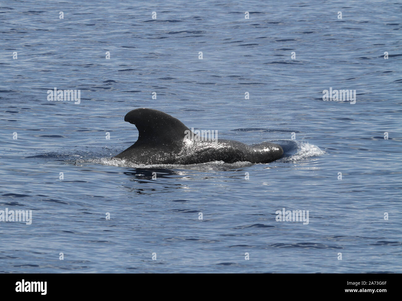 A breve alettato di Balene Pilota Foto Stock