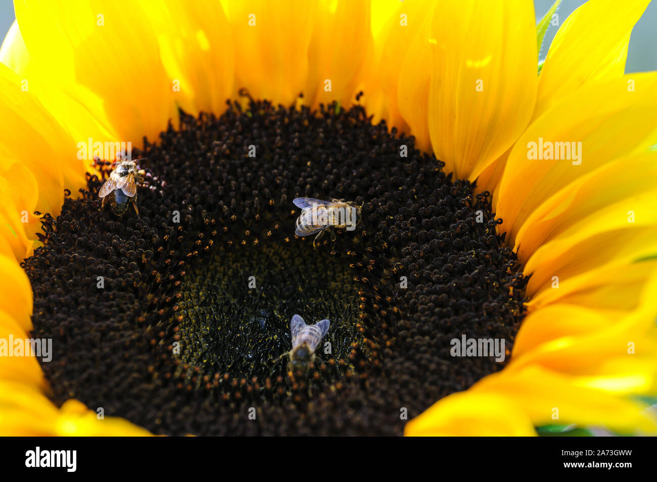 Le api sono la raccolta di nettare da giallo girasole in close-up Foto Stock