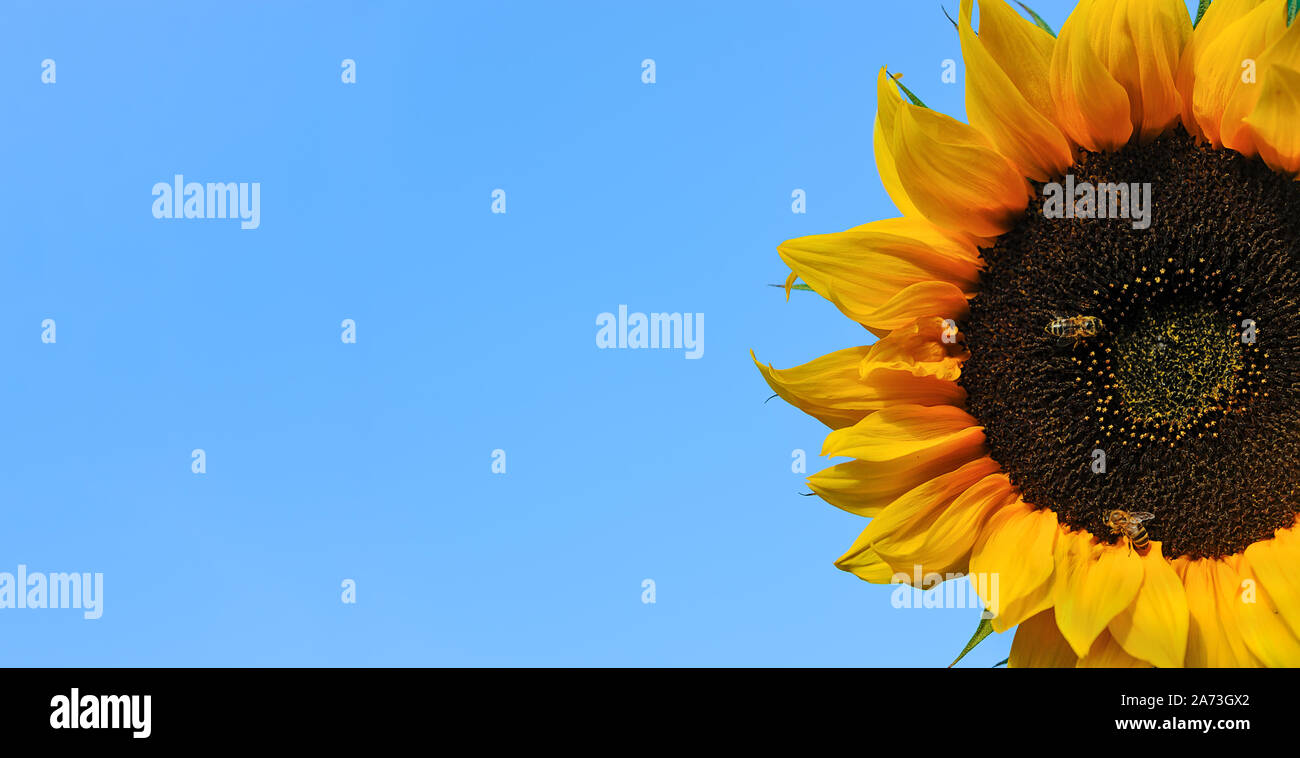 Estate banner pubblicitario modello - splendida fioritura girasole con Ape su un cielo blu sfondo ( copia spazio) Foto Stock