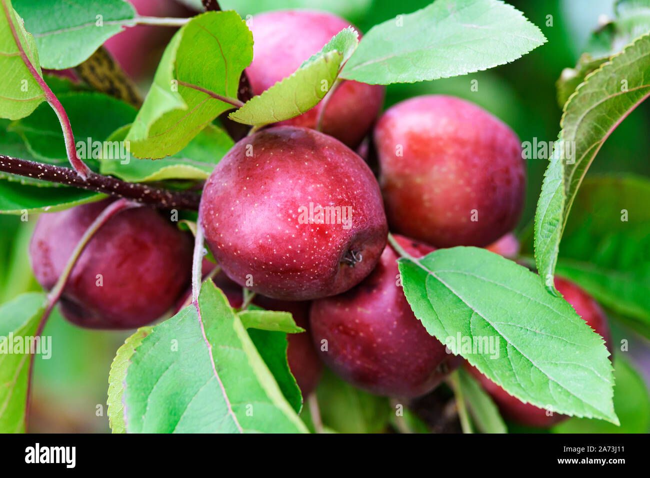 Rosso crescente mele mature su un ramo in giardino in close-up. Foto Stock