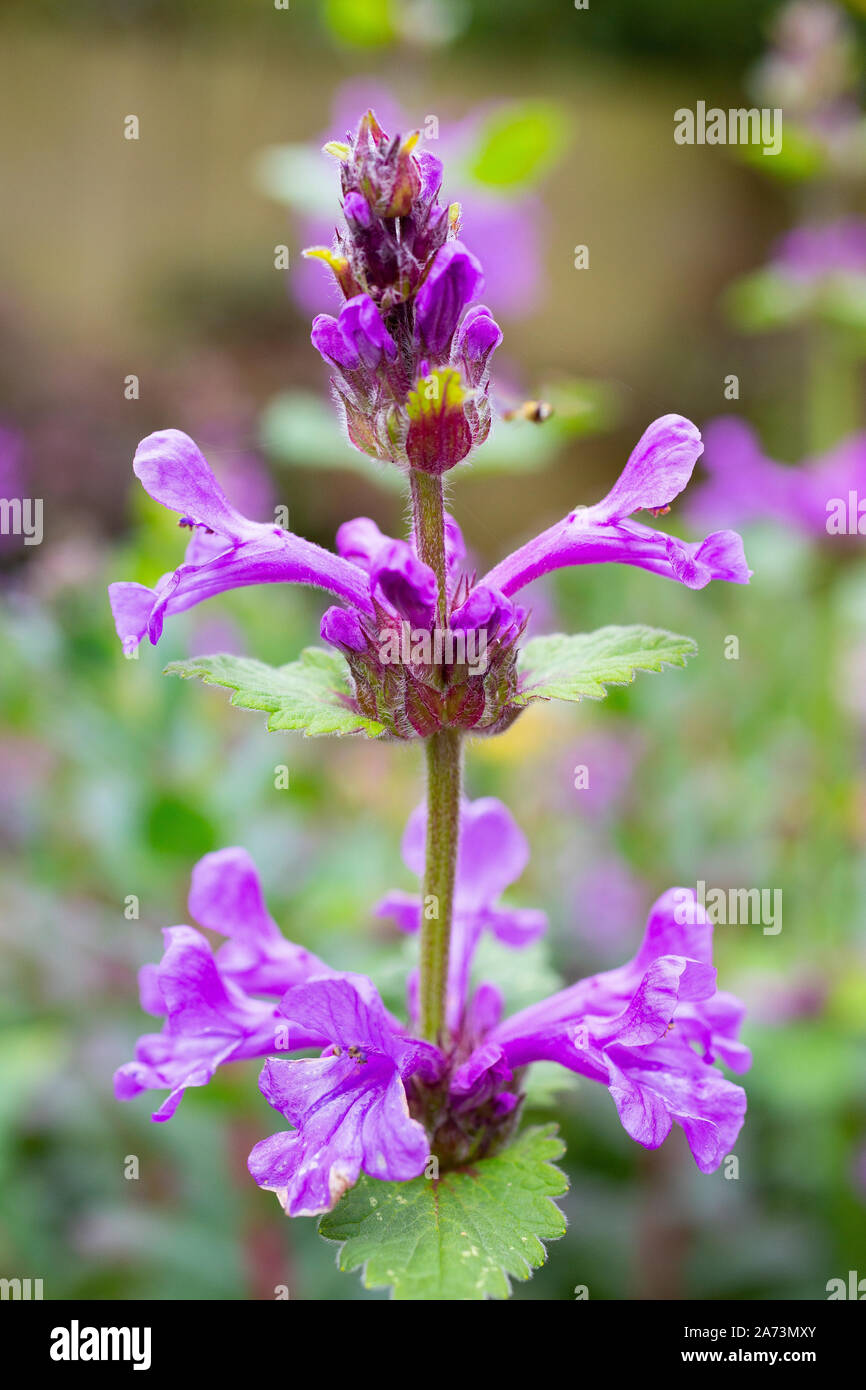 Agastache rugosa "scorza coreano" Foto Stock