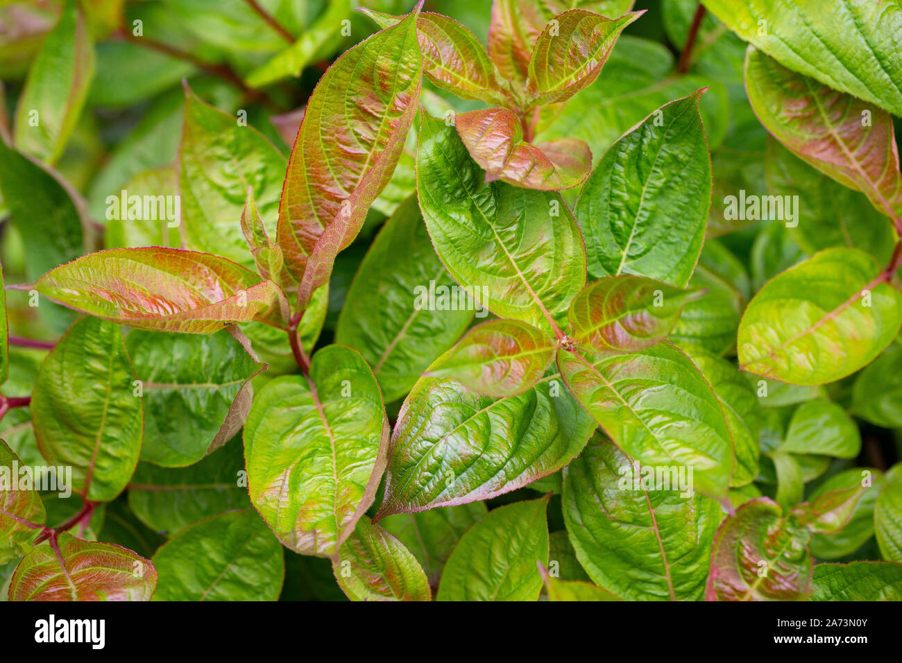 Weigela florida "Ali di fuoco" Foto Stock