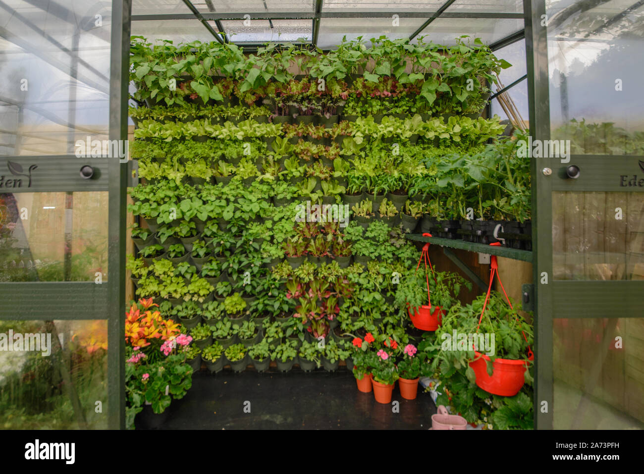 Parete Verde / Giardinaggio verticale Foto Stock