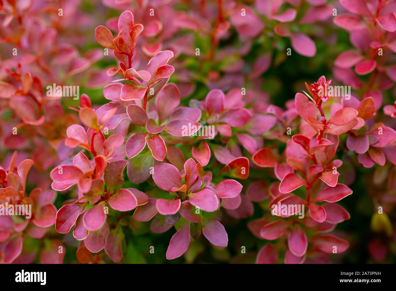 Berberis thunbergii f. atropurpurea 'ammirazione' Foto Stock