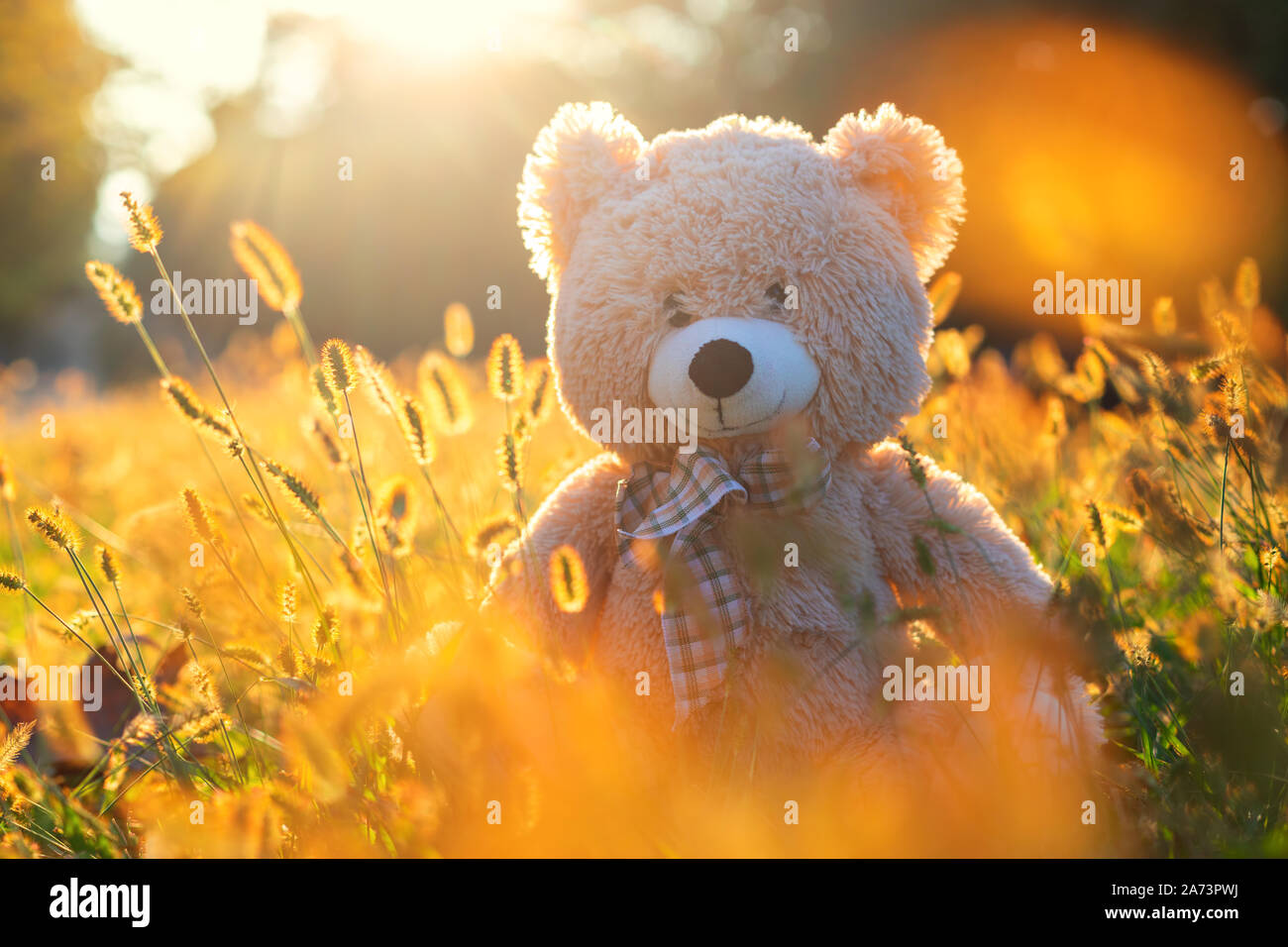 Orsacchiotto di peluche Baby toy seduto in erba splendente sul parco d'autunno. Foto Stock