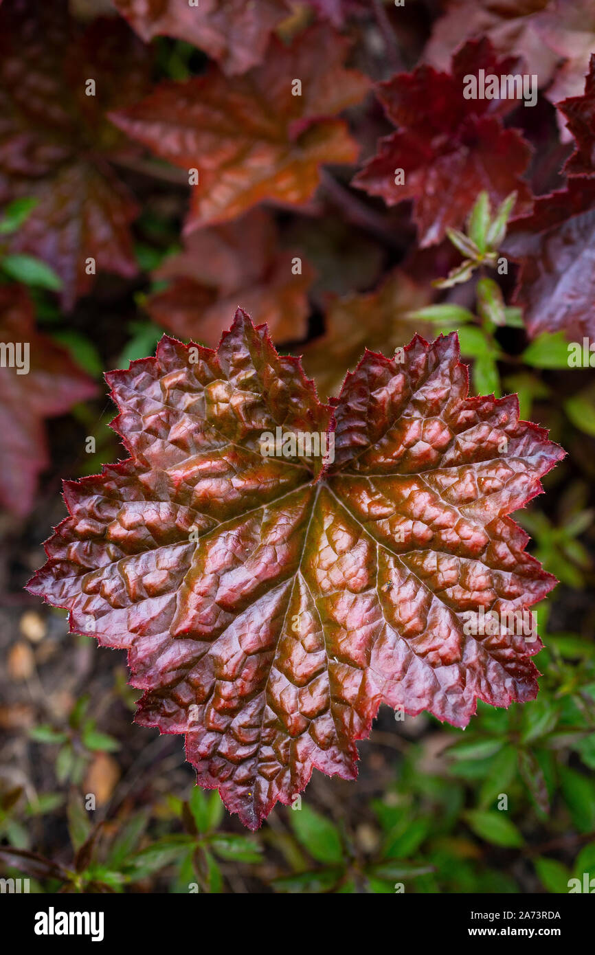 Heuchera villosa " Palace Purple' Foto Stock