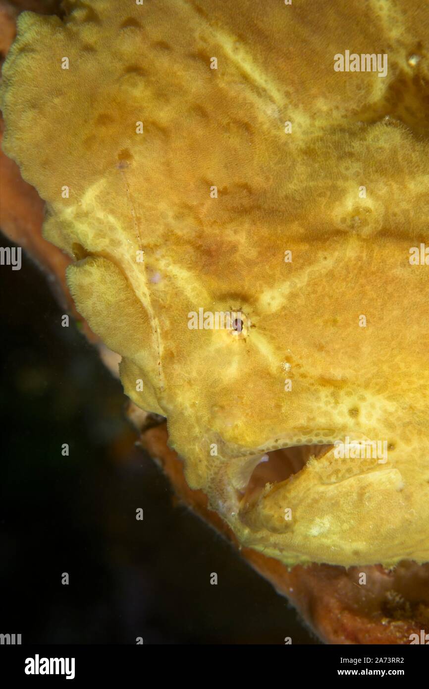 Rana pescatrice gigante (commersoni antennarius) Lembeh strait, INDONESIA Foto Stock
