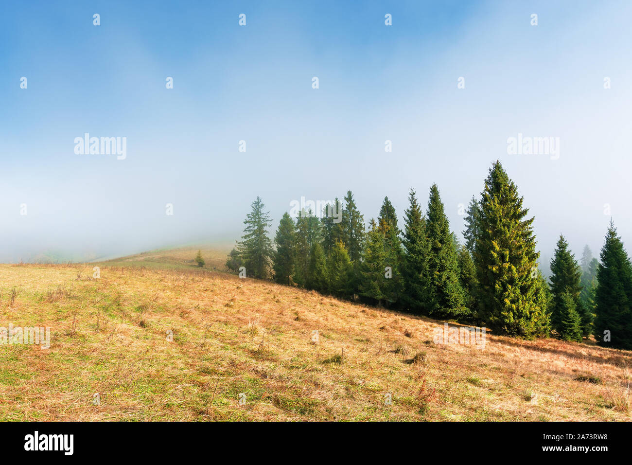 Abete rosso sul pendio erboso su mattinata nebbiosa. mozzafiato paesaggio autunnale. magico sfondo della natura Foto Stock