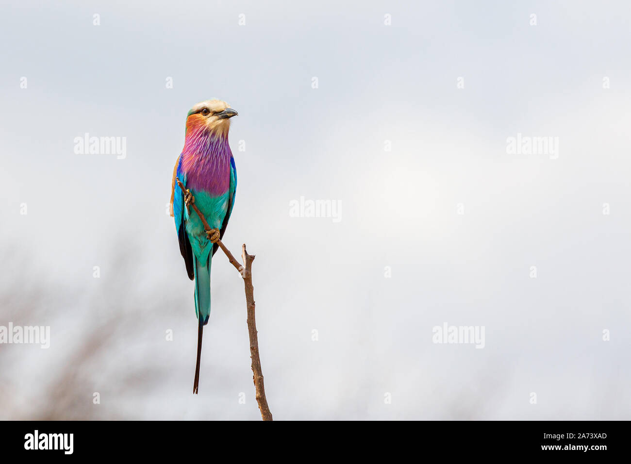 Una bella vivacemente colorato singolo adulto Lilac Breasted palissonatrice a rullo sulla parte superiore di un ramoscello guardando verso destra. Foto Stock