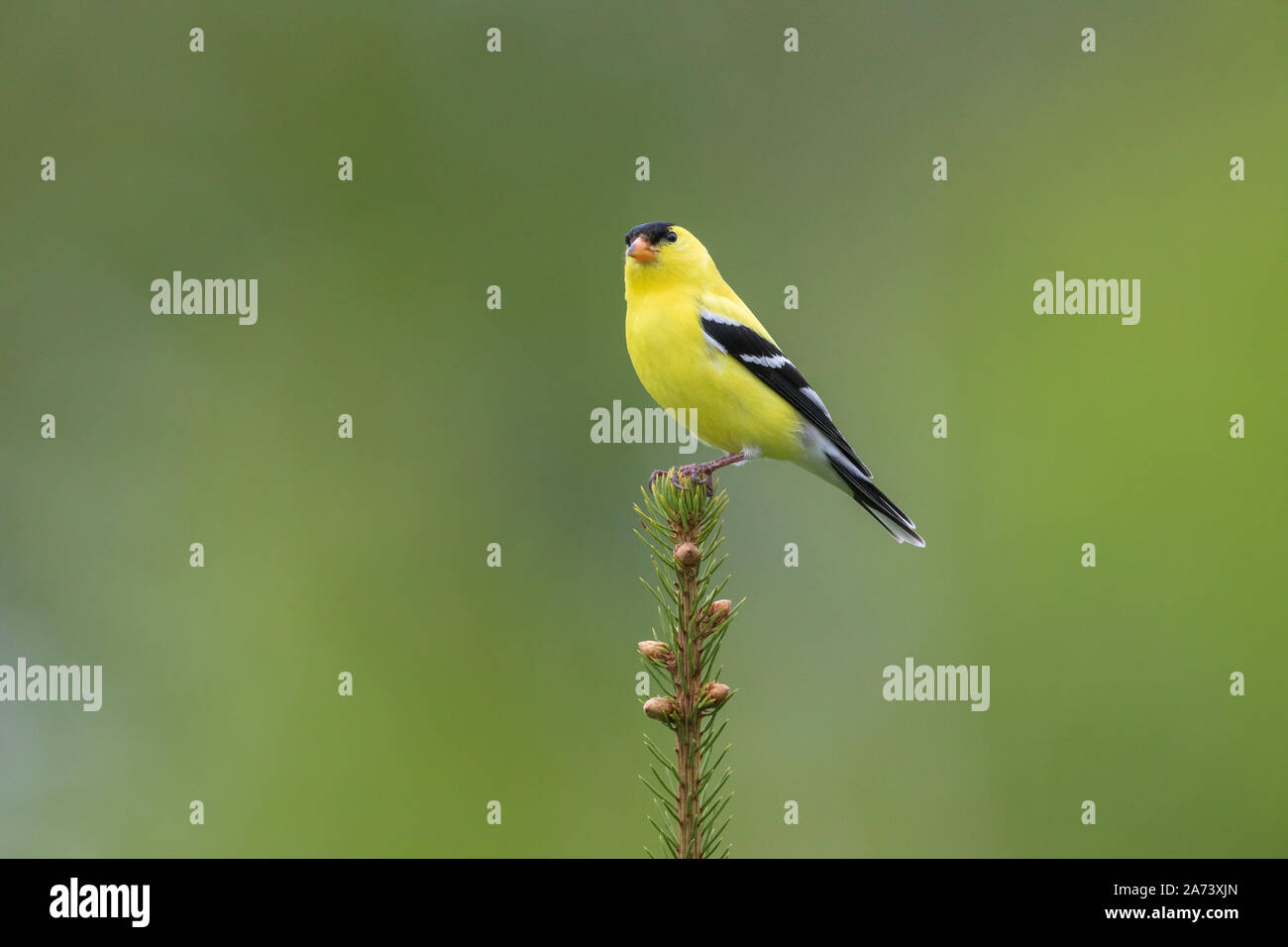 American maschio cardellino appollaiato sulla cima di un abete bianco. Foto Stock