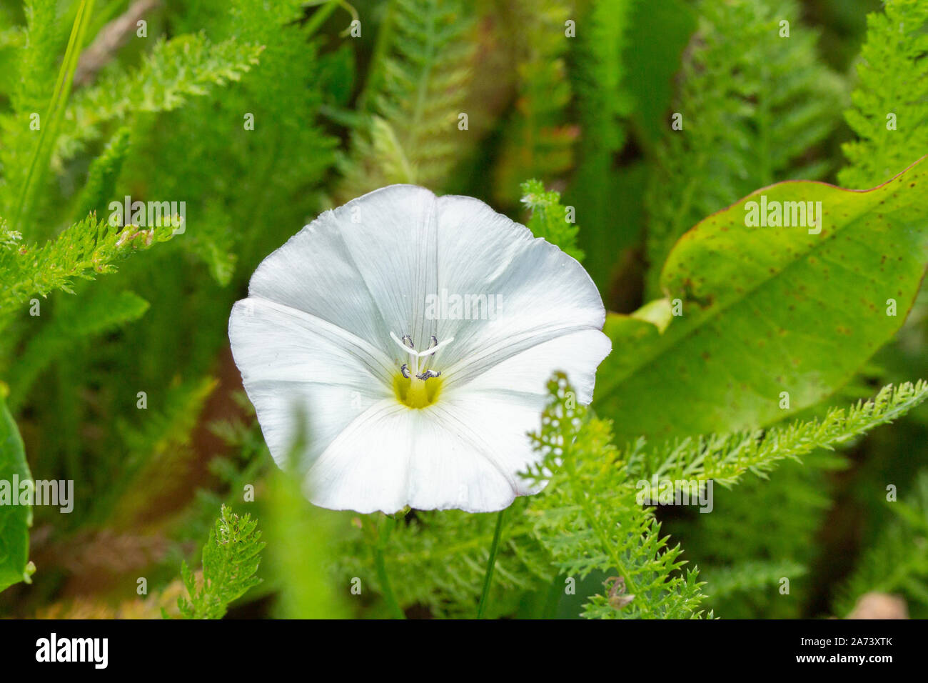 Fiore selvaggio fiore Calystegia sepium close-up. Fiore bianco della famiglia Convolvulaceae. Naturale orizzontale freschi di fiori di sfondo Foto Stock