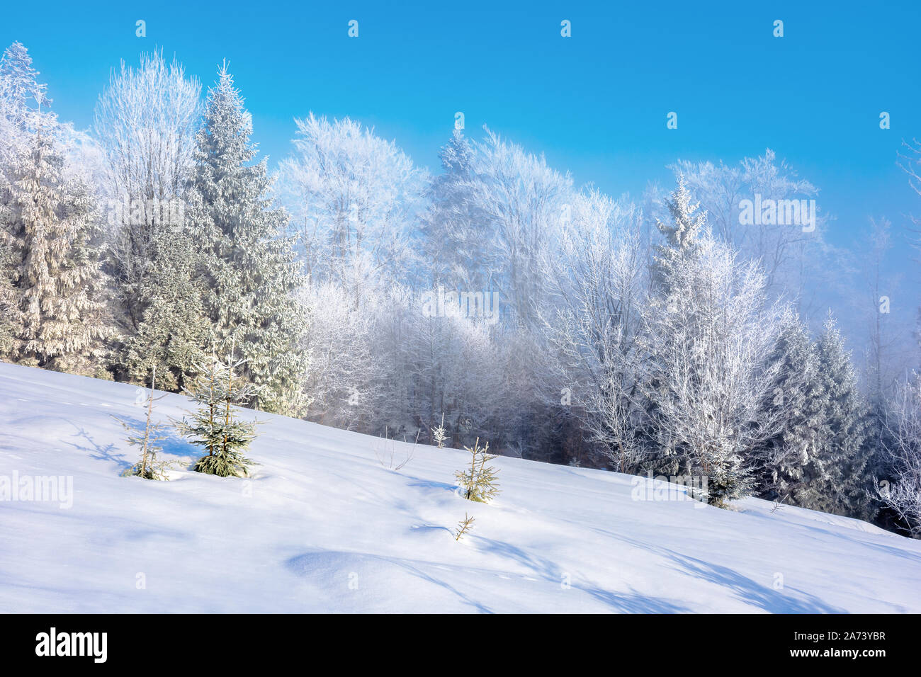 Inverno mattina nebuloso. foresta sulla coperta di neve prato. alberi in brina. splendida mattinata soleggiata campagna Foto Stock