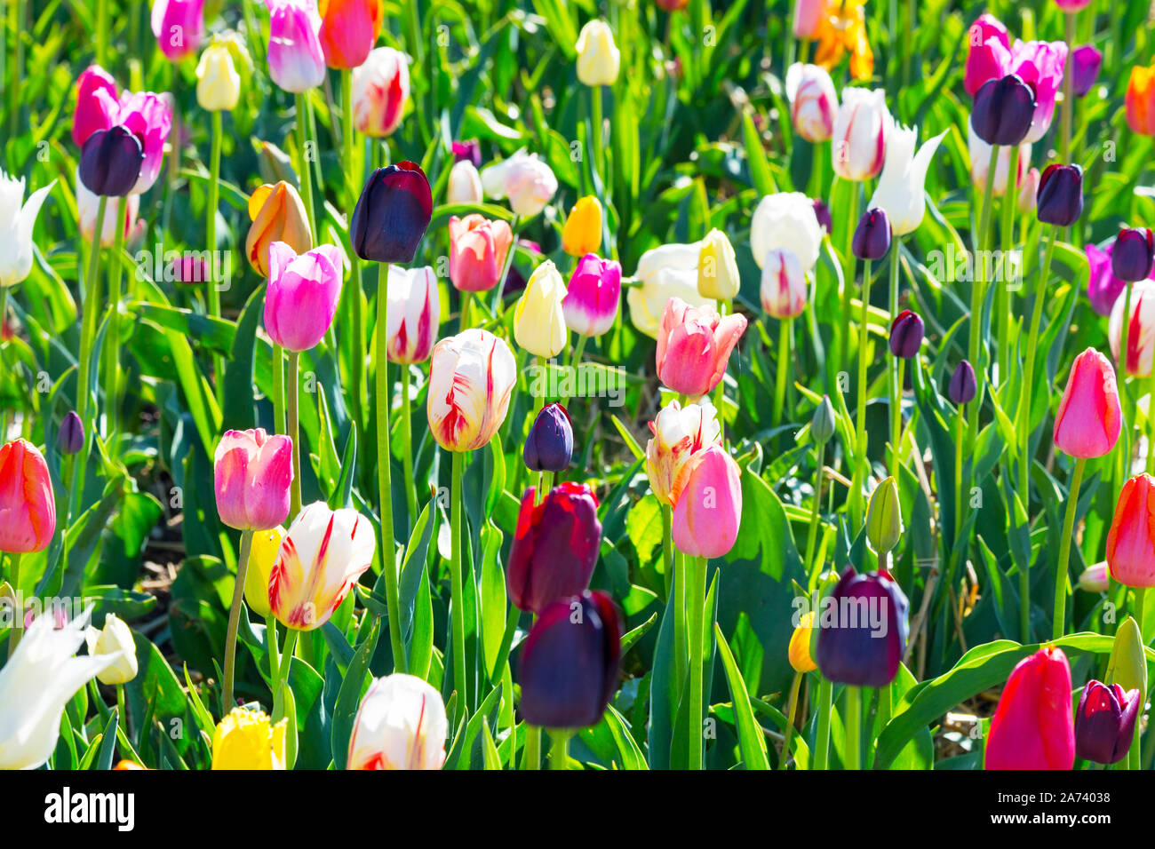 Primo piano della coloratissima campo di tulipani nei Paesi Bassi Foto Stock