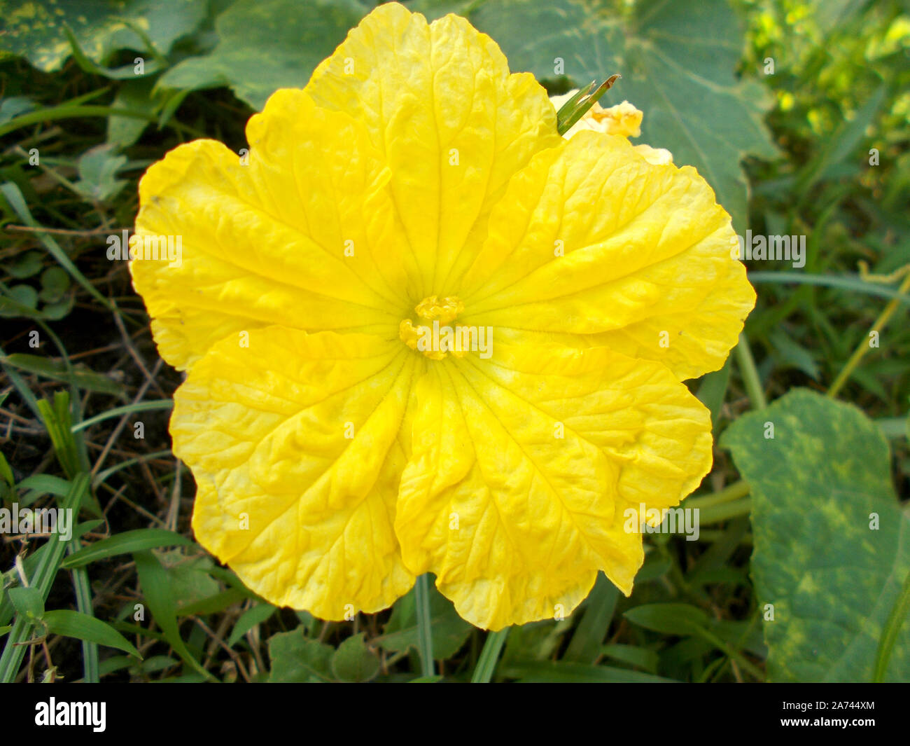 Una chiusa da un colore giallo fiore vegetale Foto Stock
