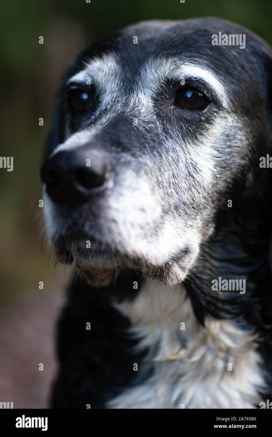 La nostra razza cane Lisa, 10 anni Foto Stock