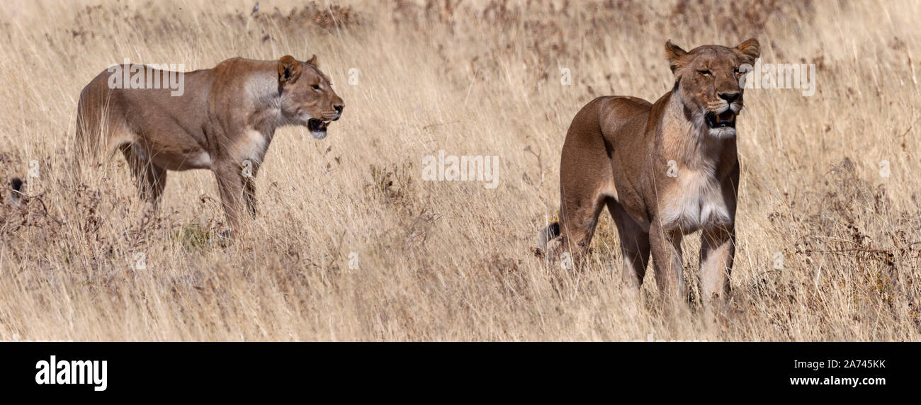 Due Leonessa (Panthera leo) caccia nelle praterie del Parco Nazionale di Etosha in Namibia, Africa. Foto Stock