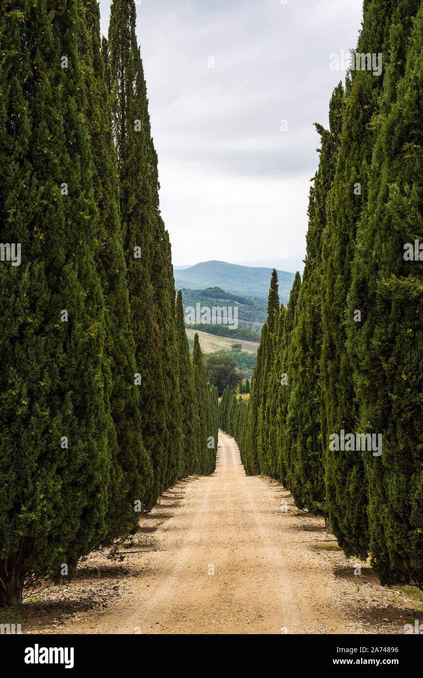 Una fila di cipressi la linea su entrambi i lati di una pista sterrata in Toscana che portano alle colline in lontananza. Foto Stock