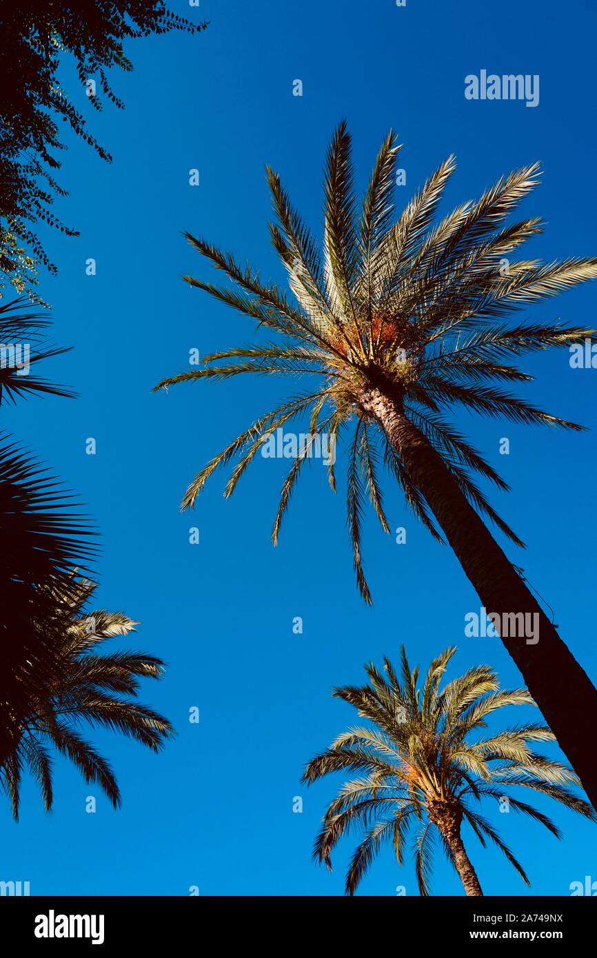 Palm Tree e cielo blu in autunno Foto Stock