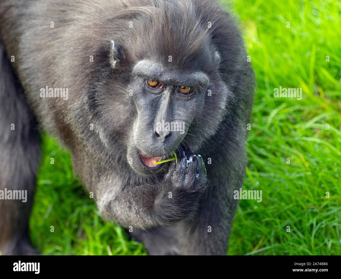 Celebes crested macaque Macaca nigra noto anche come crested macaco nero, Sulawesi crested macaco o il black ape Foto Stock