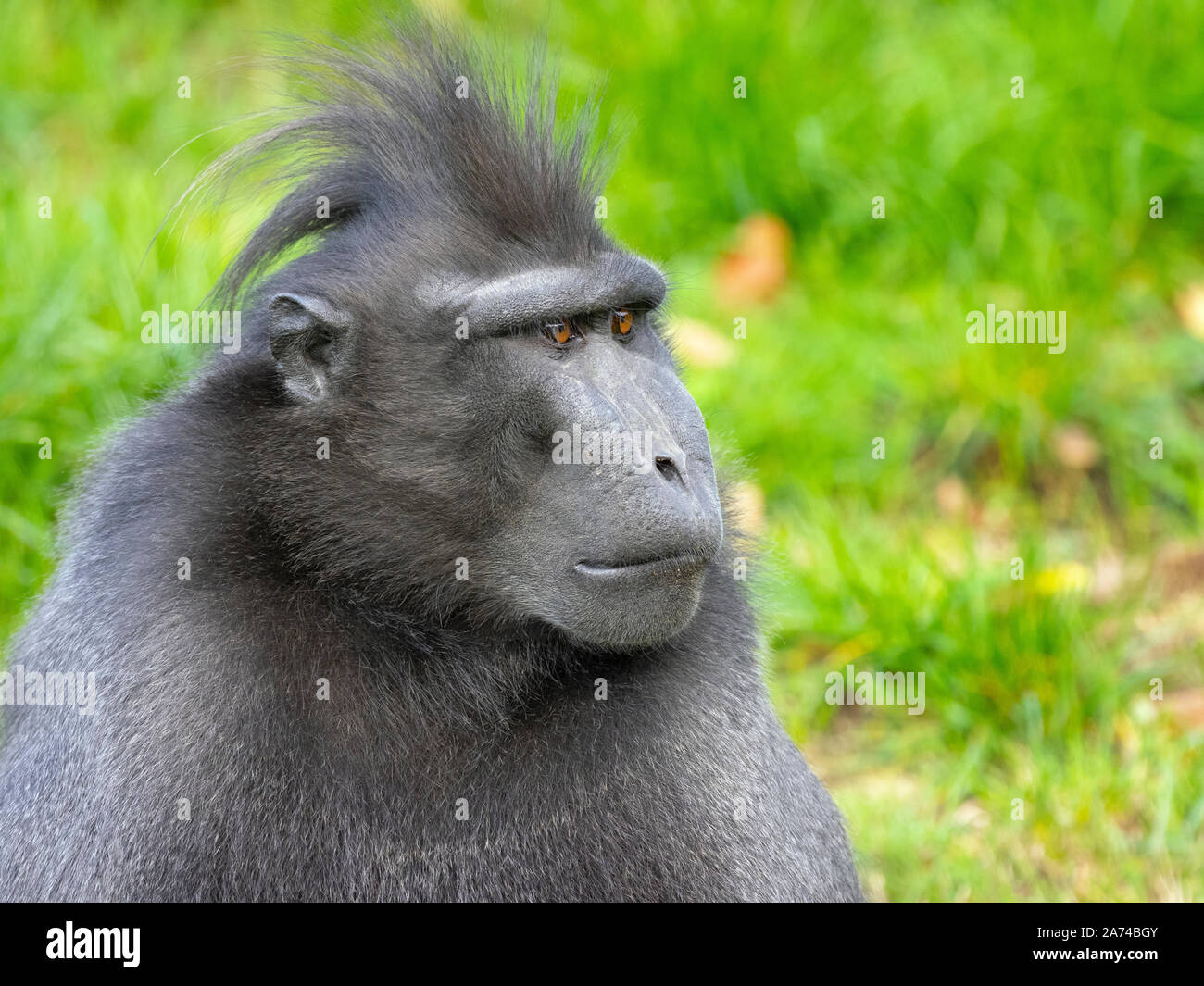 Celebes crested macaque Macaca nigra noto anche come crested macaco nero, Sulawesi crested macaco o il black ape Foto Stock