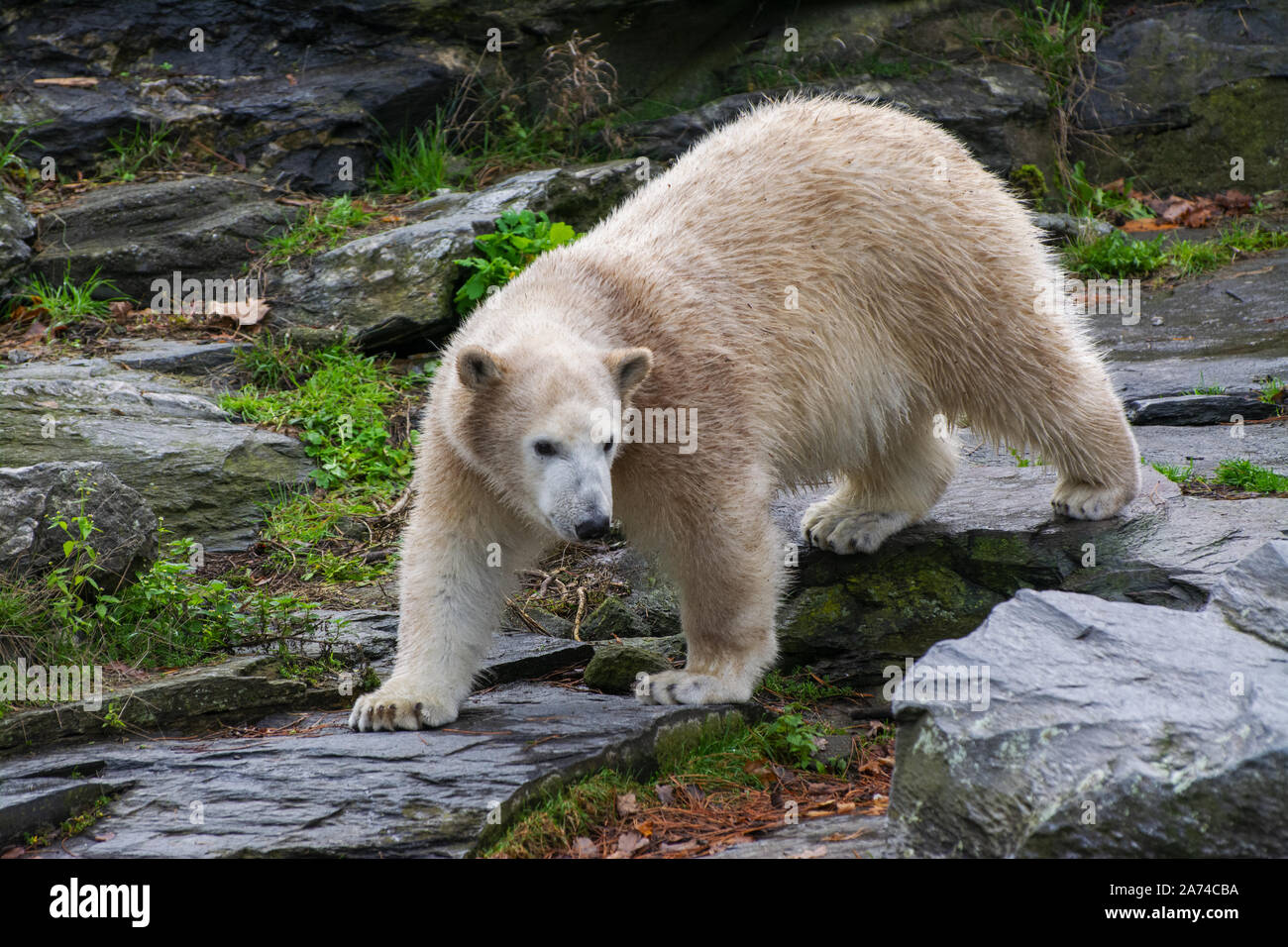 Un giovane orso polare passeggiate sulle rocce per cercare cibo Foto Stock