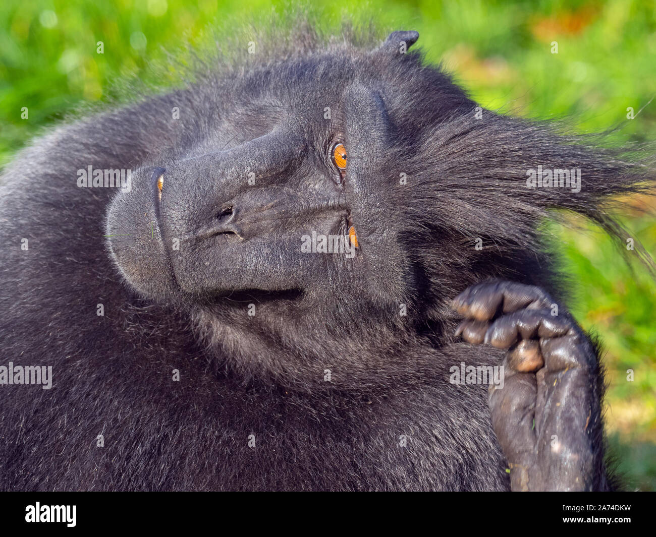 Celebes crested macaque Macaca nigra noto anche come crested macaco nero, Sulawesi crested macaco o il black ape Foto Stock