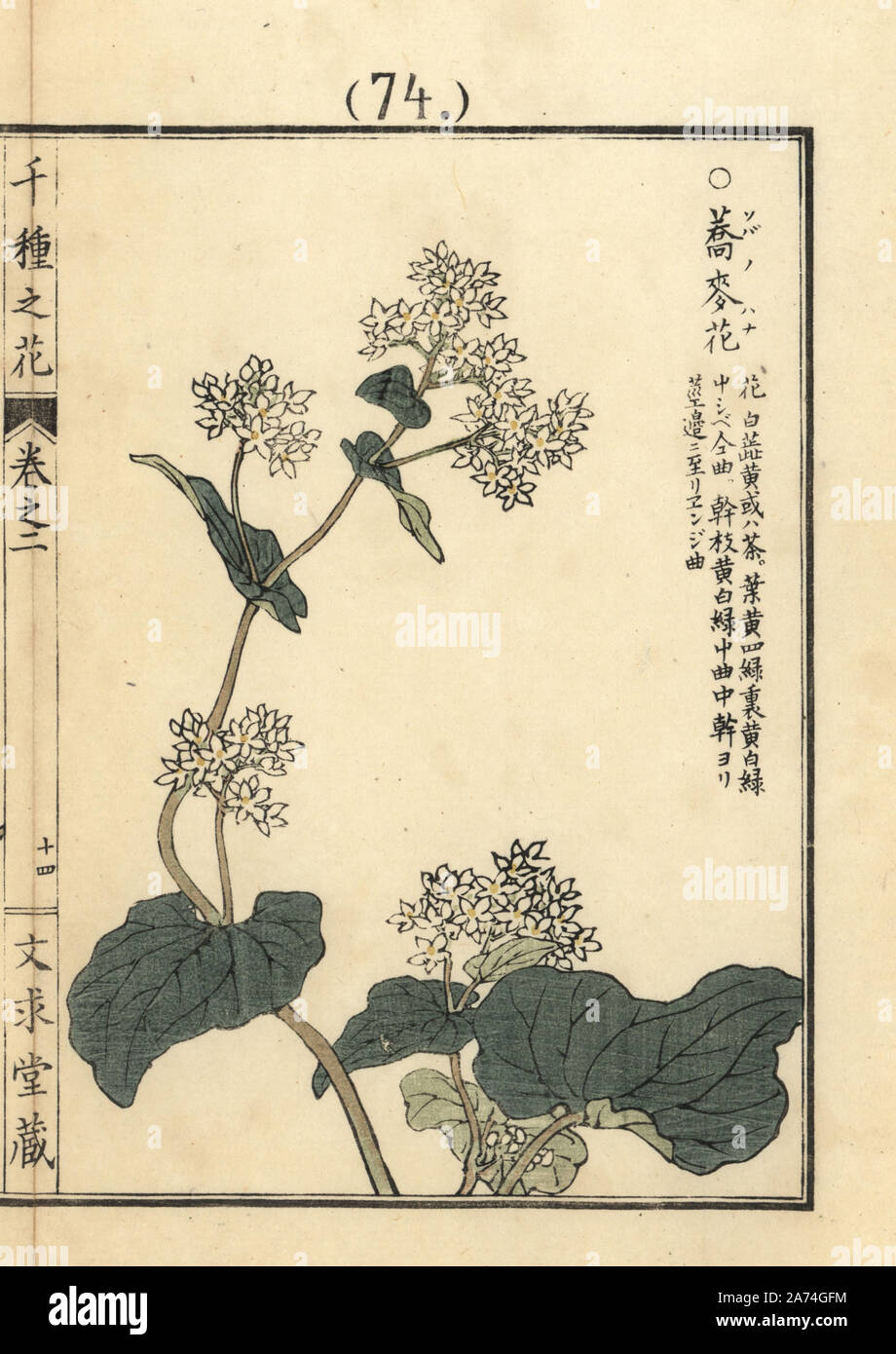 Soba o grano saraceno, Fagopyrum esculentum. Handcolored woodblock print da Kono Bairei da Senshu no hana (mille varietà di fiori), Bunkyudo, Kyoto, 1900. Foto Stock