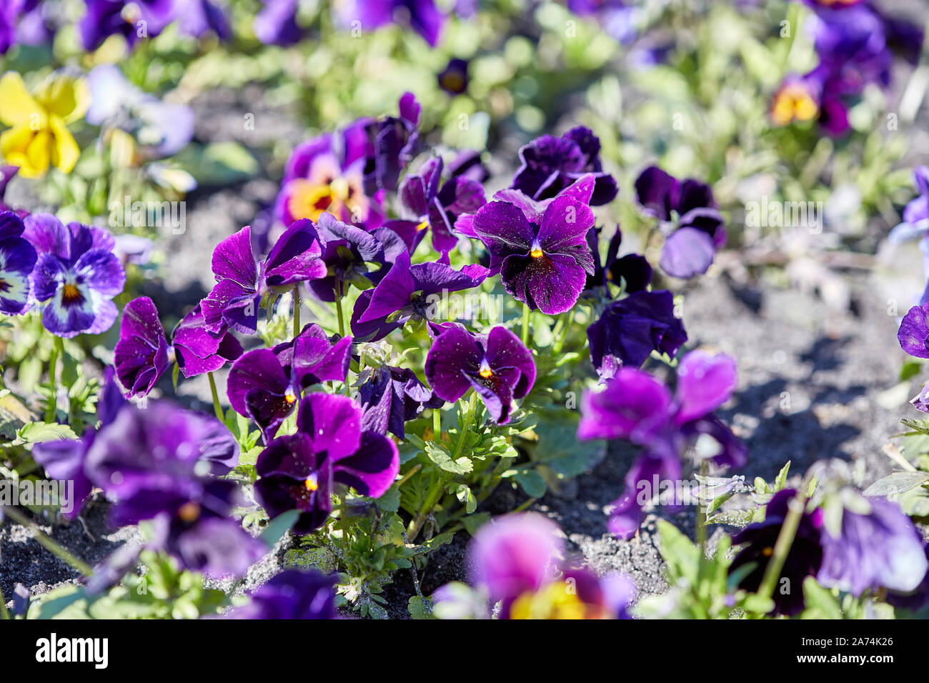 Viola cornuta fiore di primavera, cornuto pansy impianto, bella multicolore pansy tufted estate Foto Stock