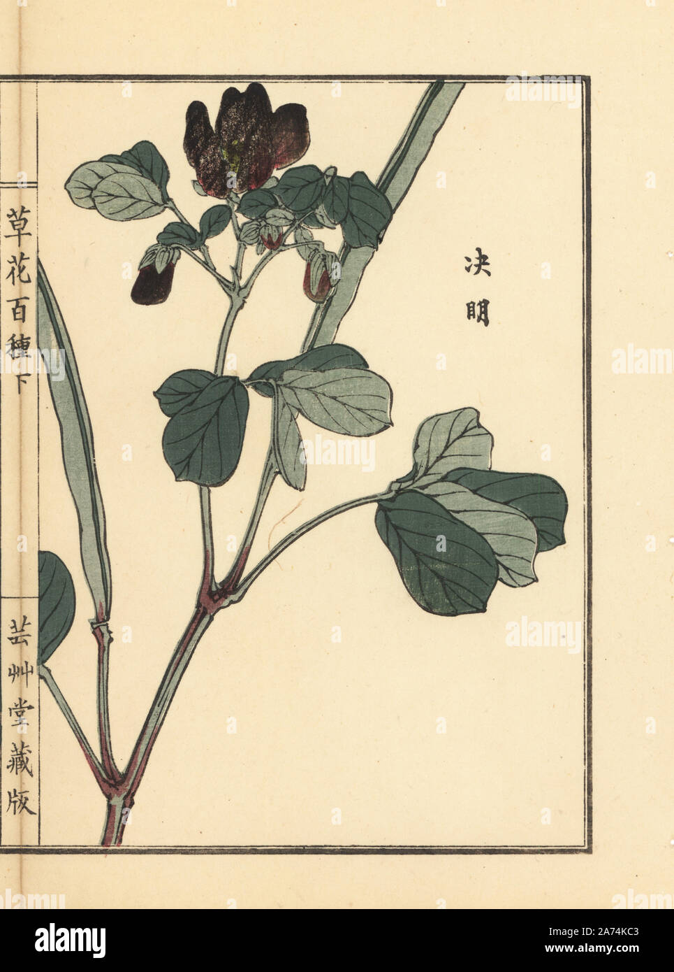 Ketsumei, Cinese senna o sicklepod, Senna obtusifolia. Handcolored woodblock print da Kono Bairei da Kusa Bana Hyakushu (un centinaio di varietà di fiori), Tokyo, Yamada, 1901. Foto Stock