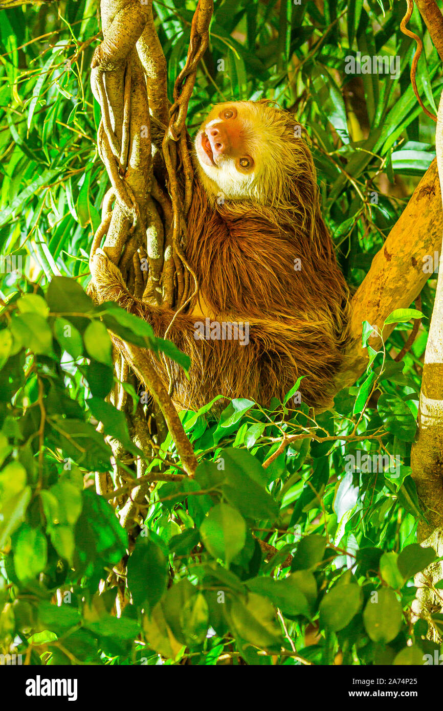 Hoffman a due dita bradipo (Choloepus hoffmanni) Salendo un albero Foto Stock