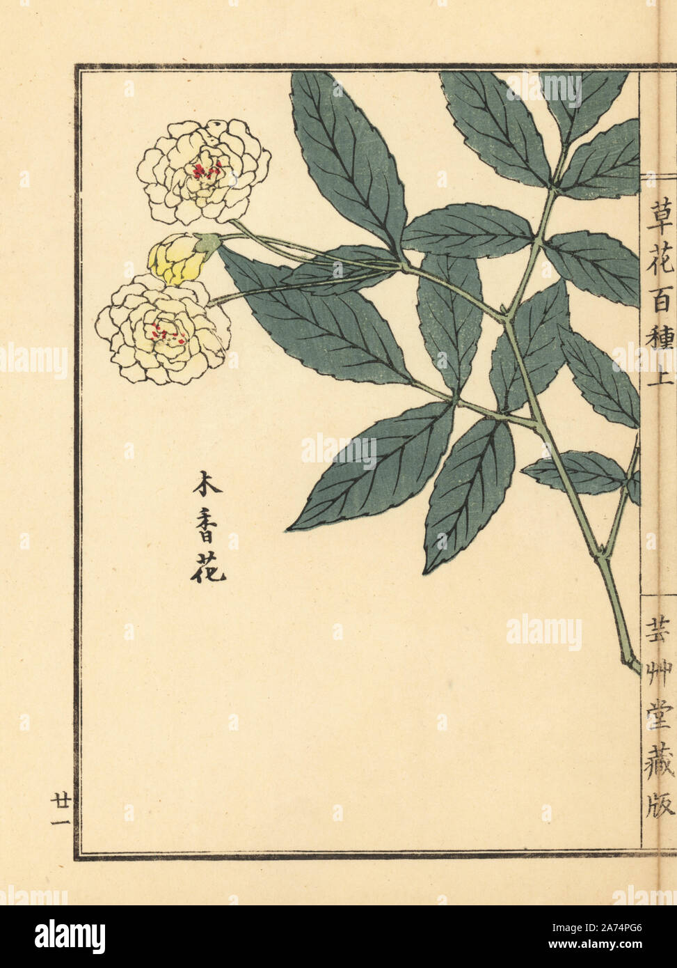 Mukkou bara o Lady banche" rosa, rosa banksiae. Handcolored woodblock print da Kono Bairei da Kusa Bana Hyakushu (un centinaio di varietà di fiori), Tokyo, Yamada, 1901. Foto Stock