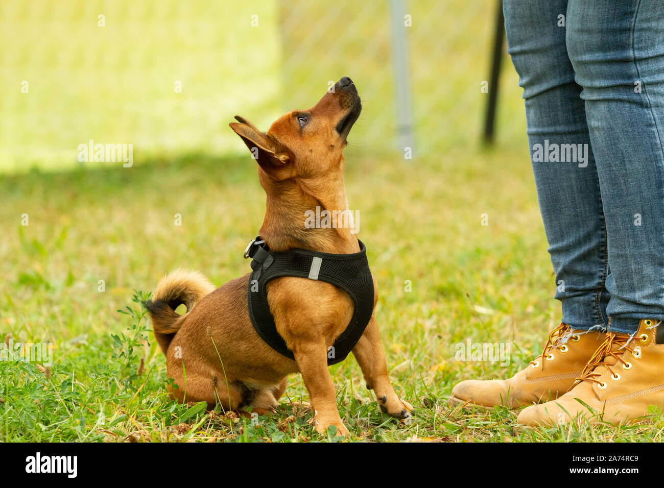 Un giovane terrier-pastore-chihuahua razza cane ottenere una ricompensa da parte dei proprietari della mano nella scuola del cane. Foto Stock